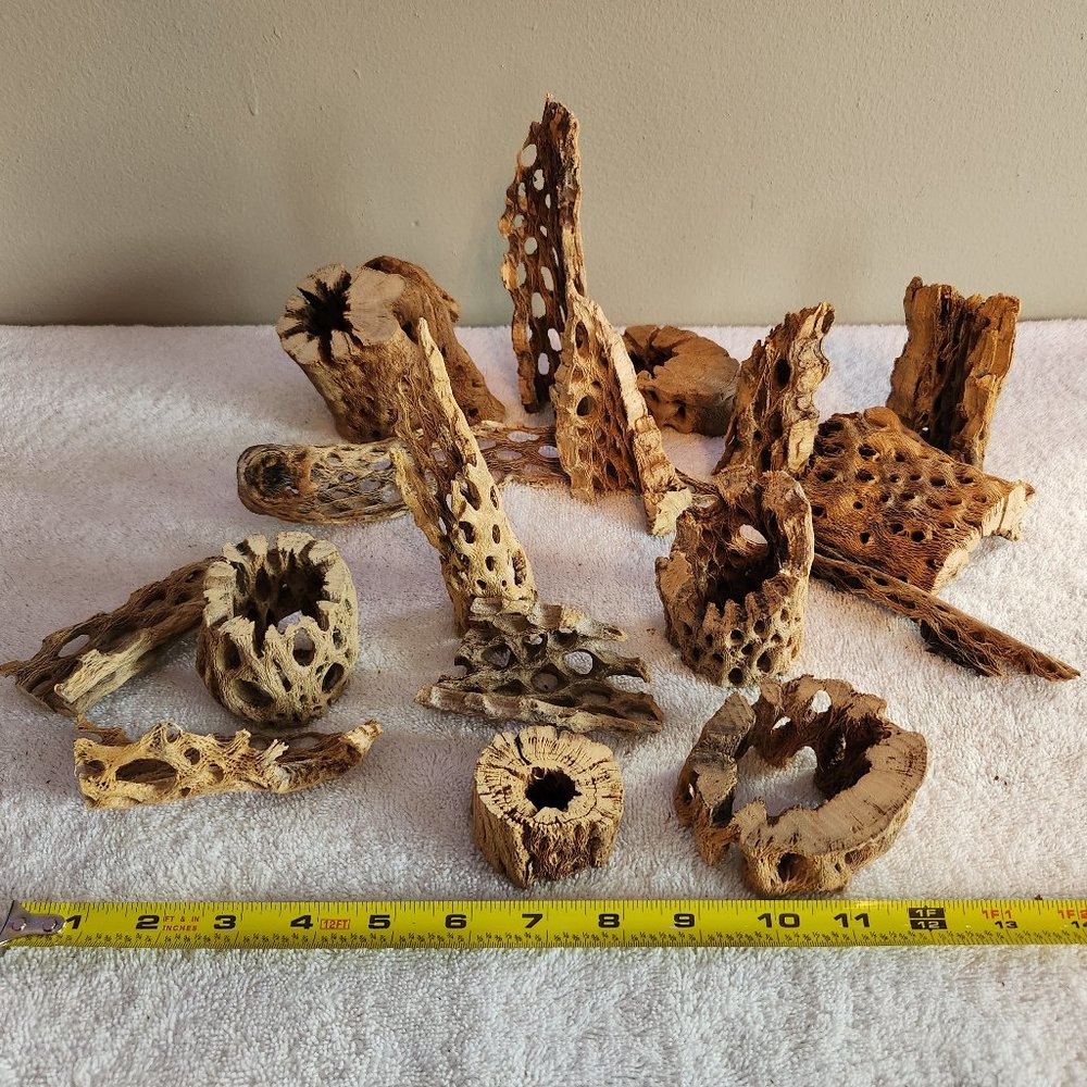 Vickerman Natural Cholla Cactus Segment Bundle
